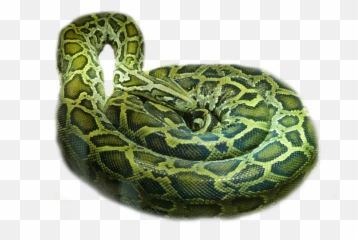 Rattlesnake Boa Constrictor - Jibóia Png,Rattlesnake Png
