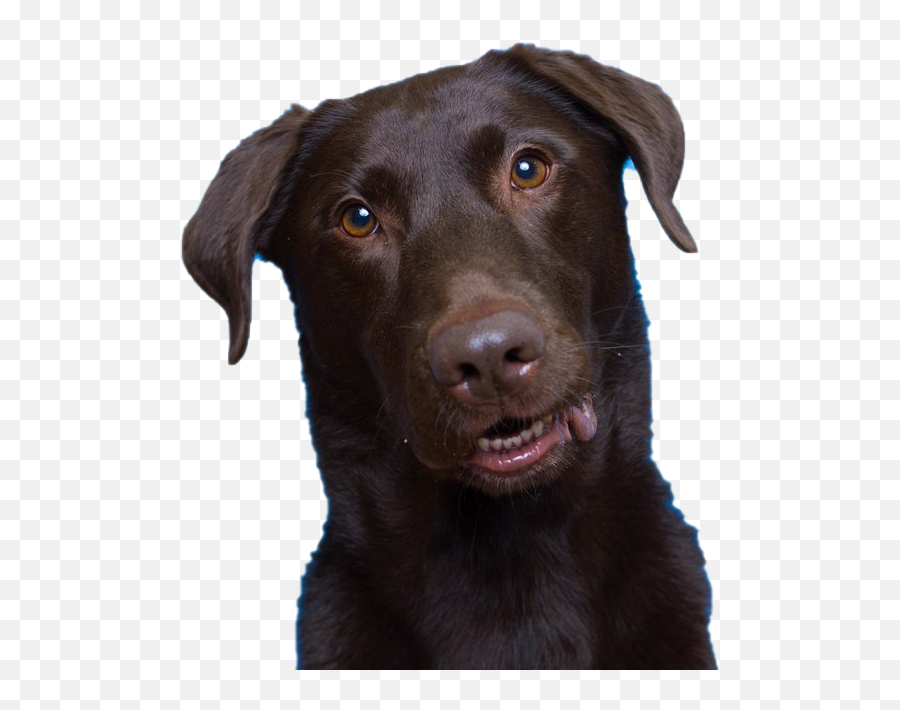 Dog Png Images Transparent Free Download Pngmartcom - Dog,Cute Dog Png