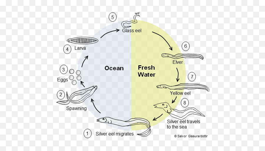 Mystery Solved Insight Into The Eel Migration Oceanbites - Migration Of Eel Fish Png,Eel Png