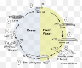 Mystery Solved Insight Into The Eel Migration Oceanbites - Migration Of Eel Fish Png,Eel Png