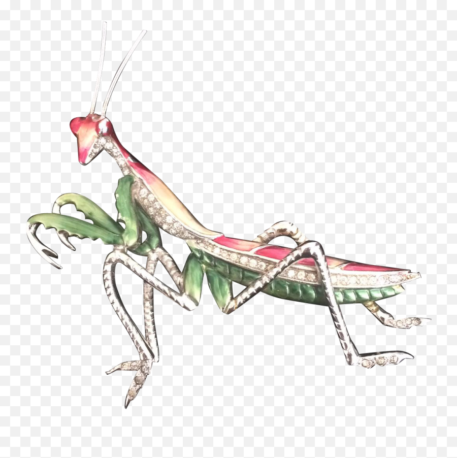 Download Preying Or Praying Mantis Whichever Way You Spell - European Mantis Png,Praying Mantis Png