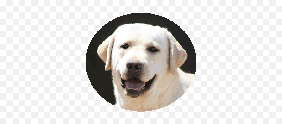 Available Dogs Sandia Labradors Rio Rancho New Mexico - Northern Breed Group Png,Dogs Transparent