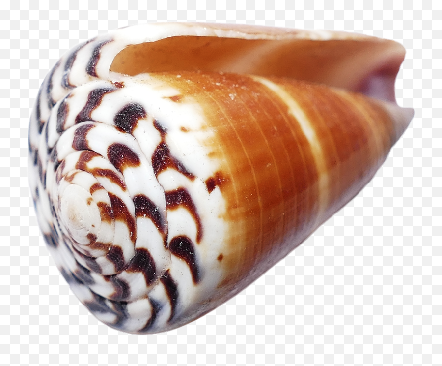 Seashell Shells Sea - Free Photo On Pixabay Seashell Png,Sea Shells Png