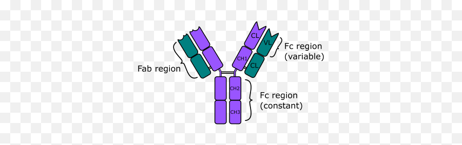 Anti - Igg Antibody Png,Antibody Png