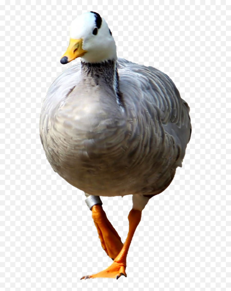 Goosewild Gooseisolatedtransparent Backgroundbird - Free Png,Duck Transparent Background