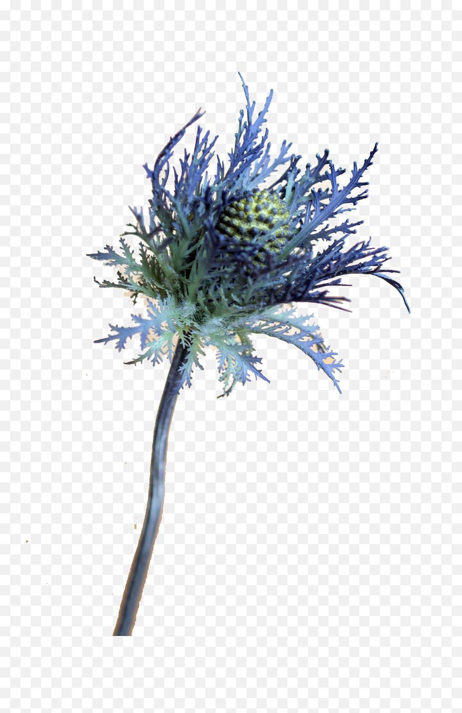 Blue Thistle Flowers Png Free Download