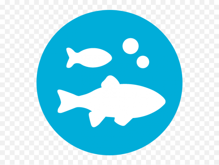 Our Story U2013 Halo Pets - Aquarium Fish Png,Artificial Colors Icon