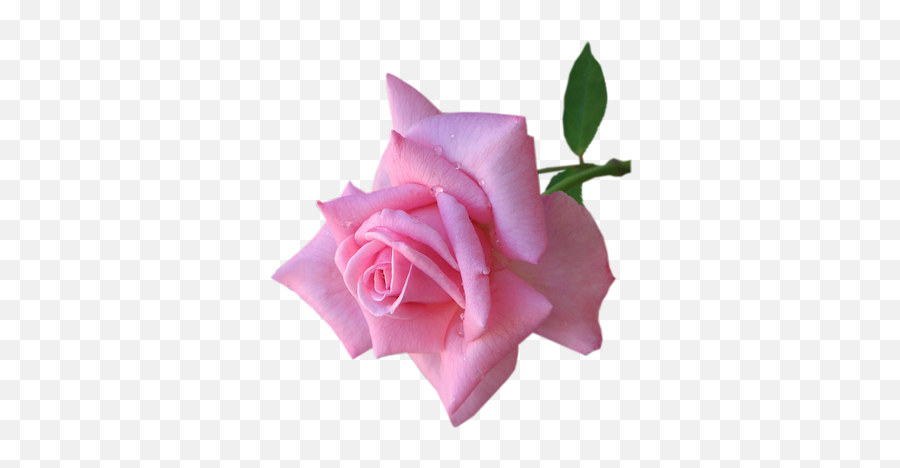 Index Of - Pink Real Flower Png,Real Rose Png