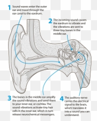 Discreet In Ear Hearing Aids The Tinnitus Clinic - Amplification Of Sound In Ear png