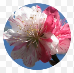 Matouenpeluche Film - Cherry Blossom png