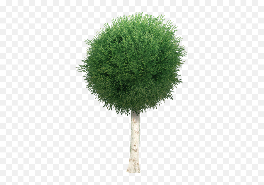Index Of Djmorcabinwatertrees - Png Garden Tree,Garden Png