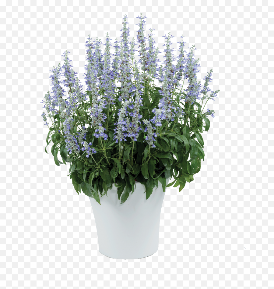 Sallyfun Sky Blue - Danziger Salvia Sallyfun Blue Ice Png,Lavi Icon