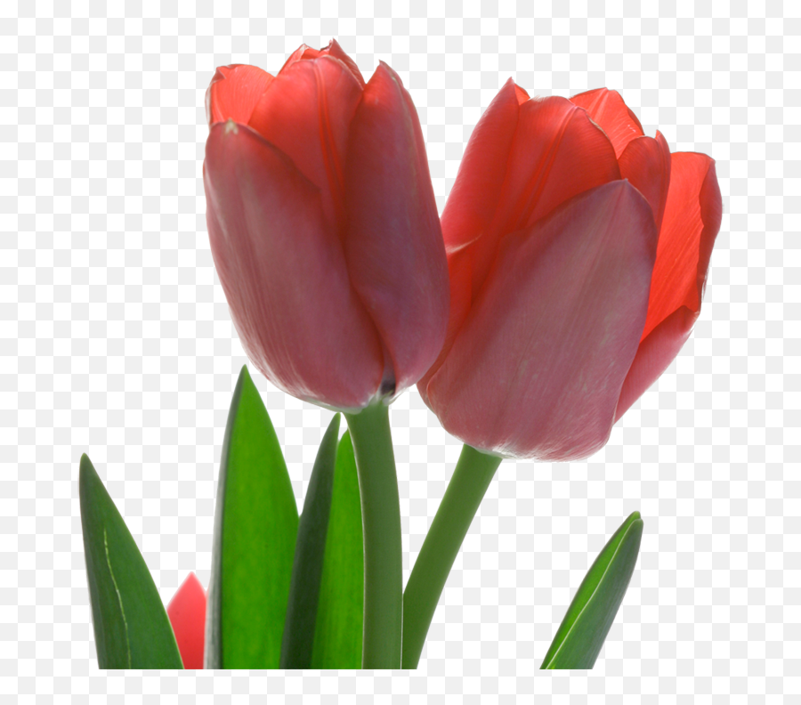 Tulip Red Flower - Tulips Png Transparent,Tulip Transparent