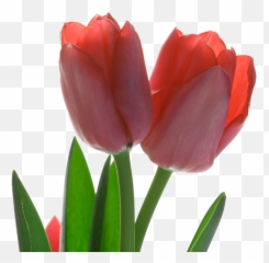 Tulip Red Flower - Tulips Png Transparent,Tulip Transparent