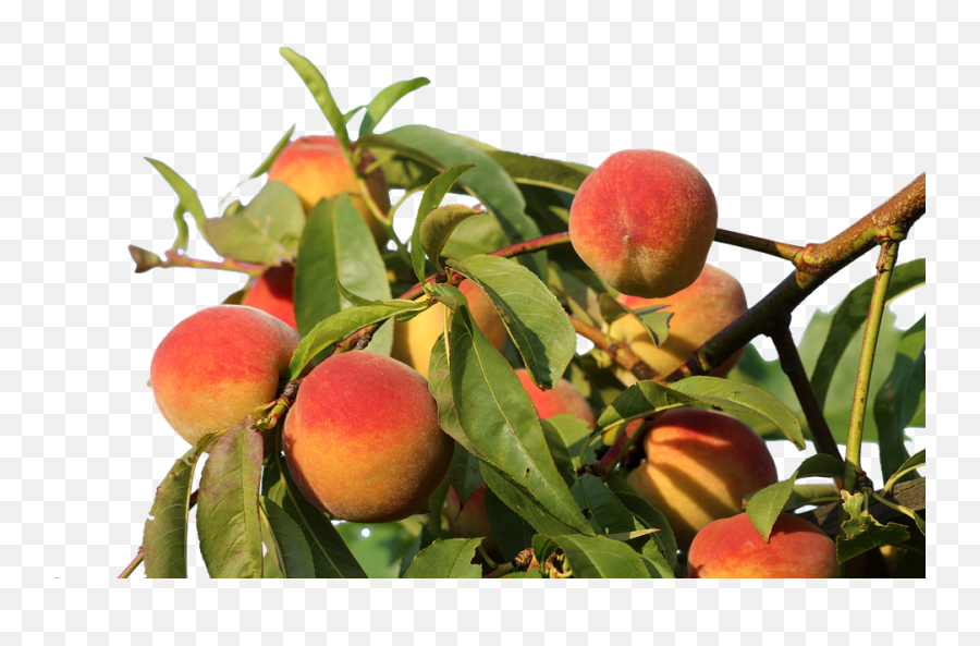 Peaches Isolated Fruit - Tree Of Peach Png,Peaches Png