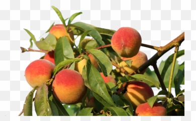 Peaches Isolated Fruit - Tree Of Png