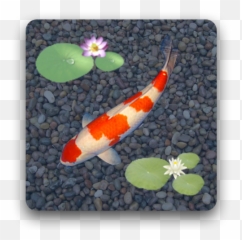 Anipet Koi Livewallpaper Apk 207 - Download latest version Fish Wallpeper png