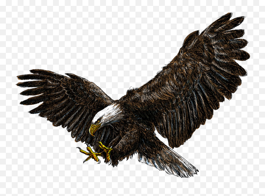 Bald Eagle Png Pic All - Eagle Flying No Background,Bald Eagle Transparent  - free transparent png images 