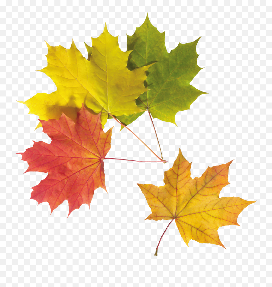 Download Free Png Autumn - Leavesbackgroundleaftransparent Colourful Leaves Png,Autumn Leaves Transparent Background