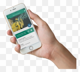Myweedwatcher App For Wa Weeds - Greenbushes Community Weeds Of Western Australia Png,Weeds Png