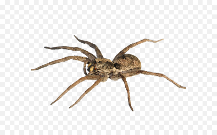 Png Images Transparent Free Download - Wolf Spider Transparent,Spider Transparent