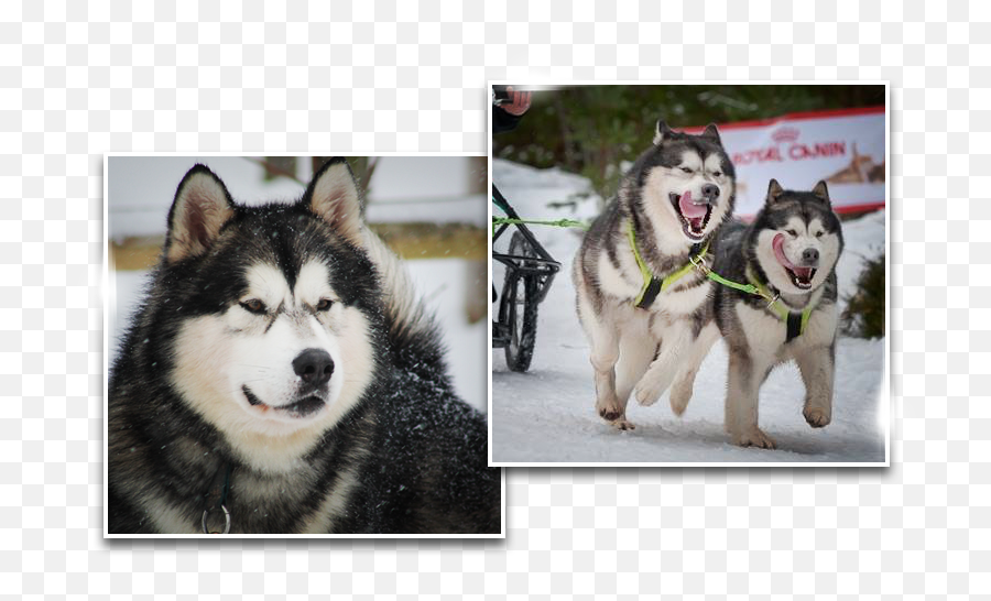 Husky Puppy Png - Dreamwolves Canadian Eskimo Dog Canadian Eskimo Dog,Husky Png