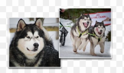 Husky Puppy Png - Dreamwolves Canadian Eskimo Dog Canadian Eskimo Dog,Husky Png