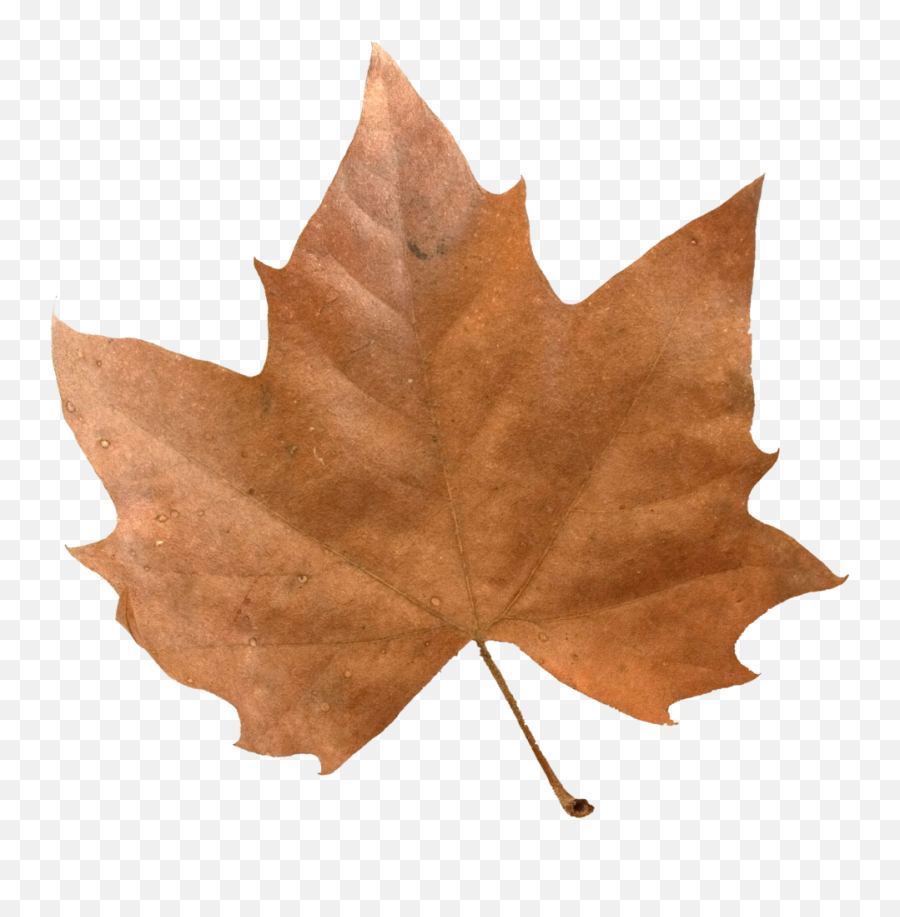 Download Brown Maple Leaf - Full Size Png Image Pngkit Autumn Leaf Brown Leaves Png Transparent,Leaf Png Transparent