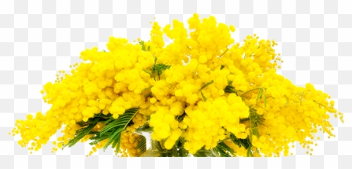 Hotel Villa San Giuseppe Mimosa Rooms - Mimose Bouquet Png,Mimosa Png