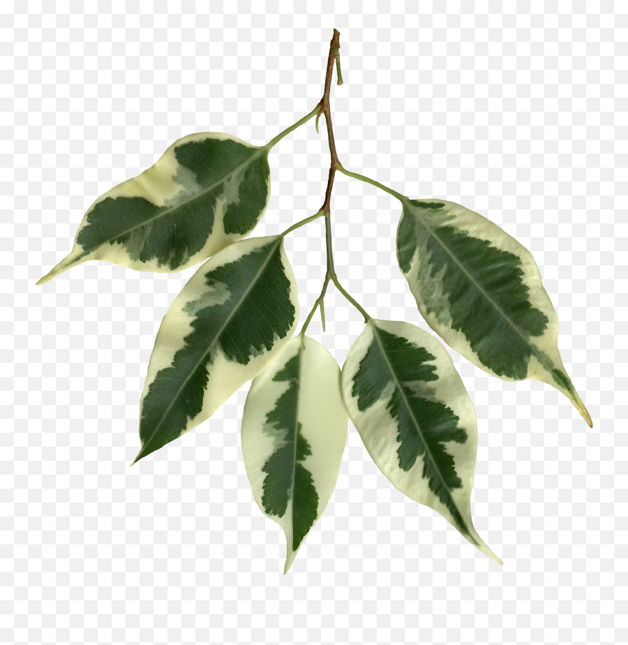Fileficus Benjamina Scanned Leavespng - Wikimedia Commons Ficus Benjamina Leaves,Tree Leaves Png