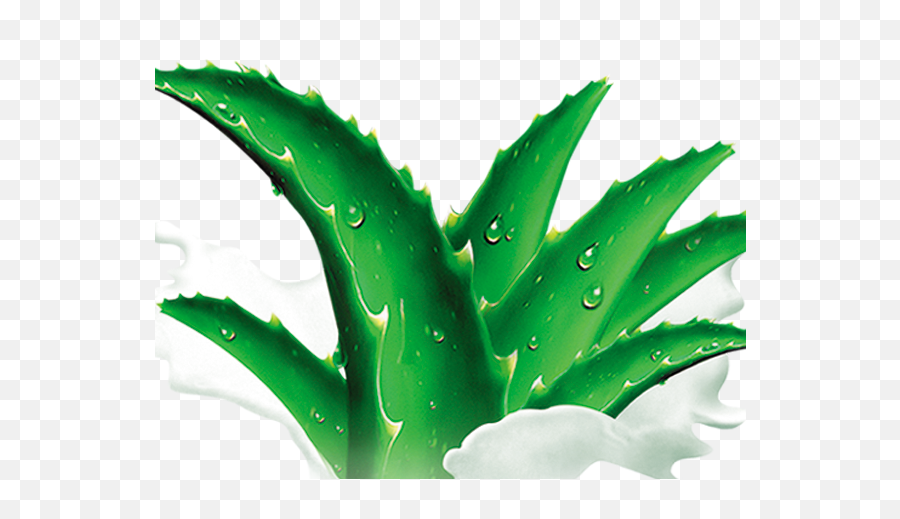 Agave Azul - Agave Png,Agave Png