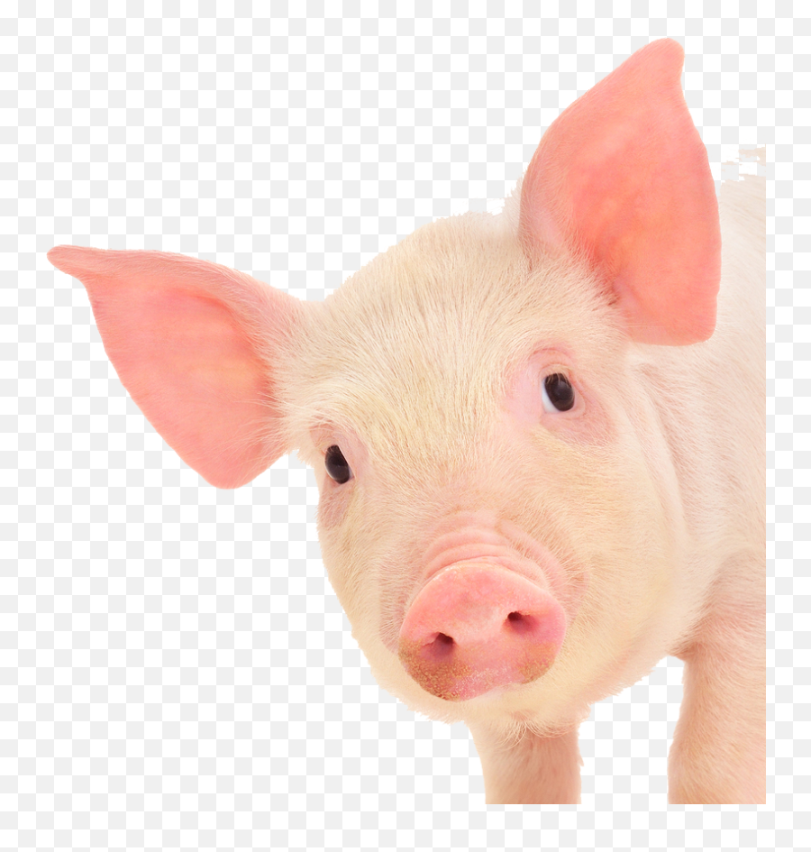 Pig Ears Png 4 Image - Pig Ears On Pig,Pigs Png
