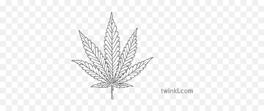 Cannabis Leaf Drug Substance Pot Weed Plant Smoke Dangerous - Sketch Png,Pot Leaf Transparent