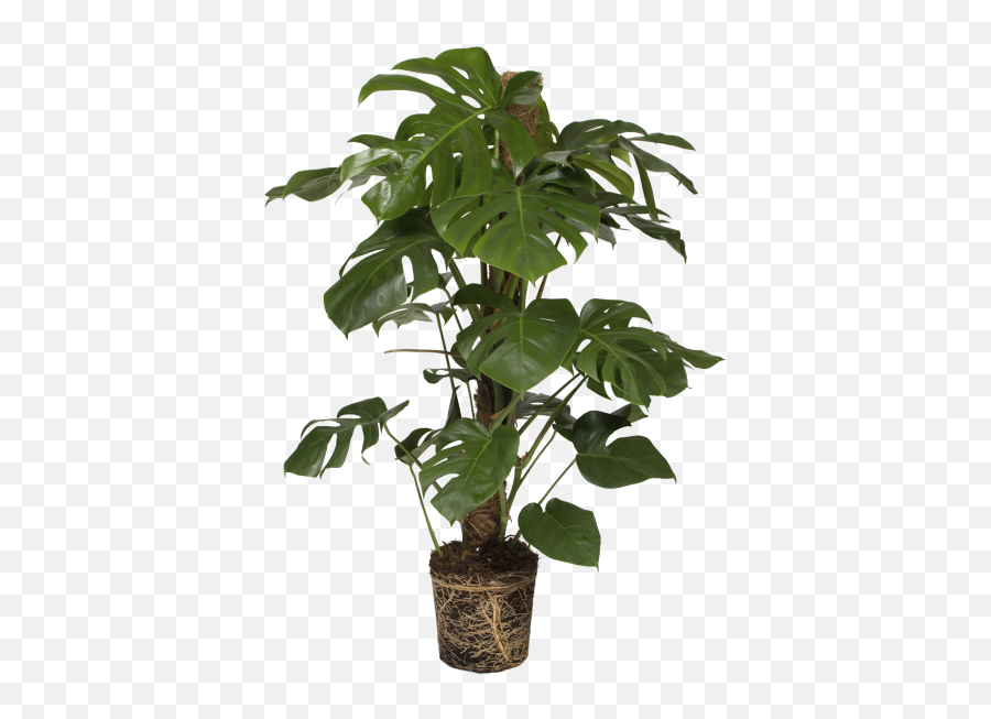 Monstera Deliciosa Split Leaf Philodendron - Plant Monstera Png Transparent,Monstera Leaf Png