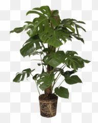 Monstera Deliciosa Split Leaf Philodendron - Plant Monstera Png Transparent,Monstera Leaf Png