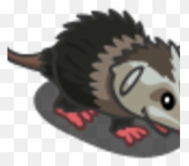Opossum - Beaver Png,Opossum Png
