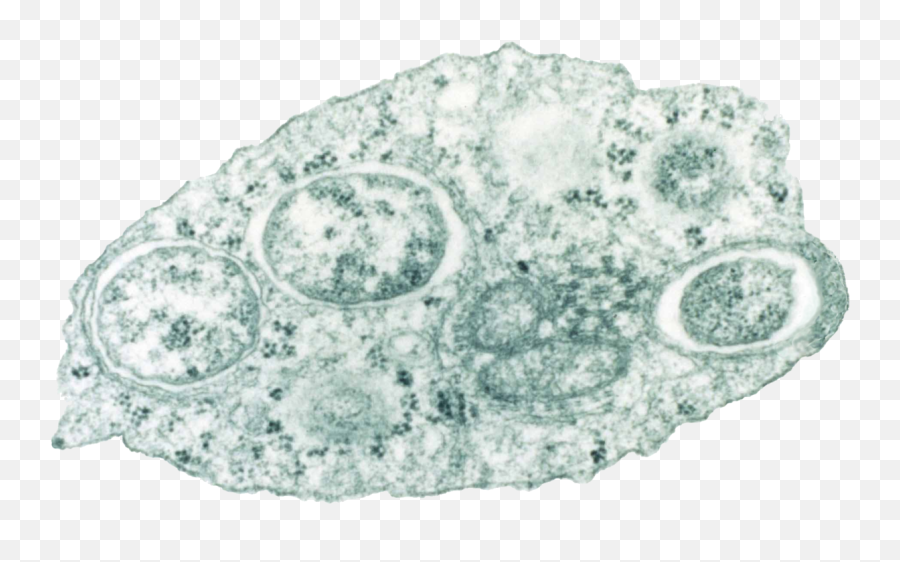 Filewolbachiapng - Wikimedia Commons Wolbachia Bacteria,Lace Circle Png