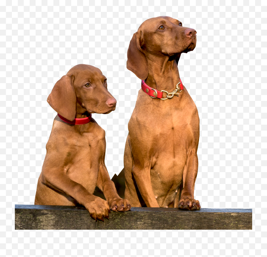 Two Dogs Png Image - Purepng Free Transparent Cc0 Png Two Dogs Png,Cute Dog Png