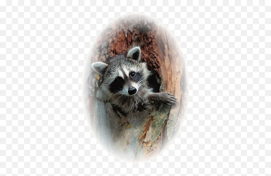 Geauga History Gcgsv3 - Animal Png,Racoon Png Geauga History Gcgsv3 - Animal Png,Racoon Png