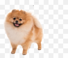 Pomeranian Puppy Village - Pomeranian And German Shepherd Mix Png,Pomeranian Png