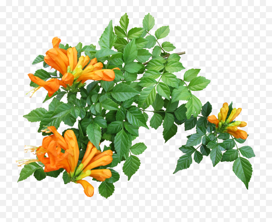 Download Free Png Flower Creeper Plant - Creeper Png,Creepers Png