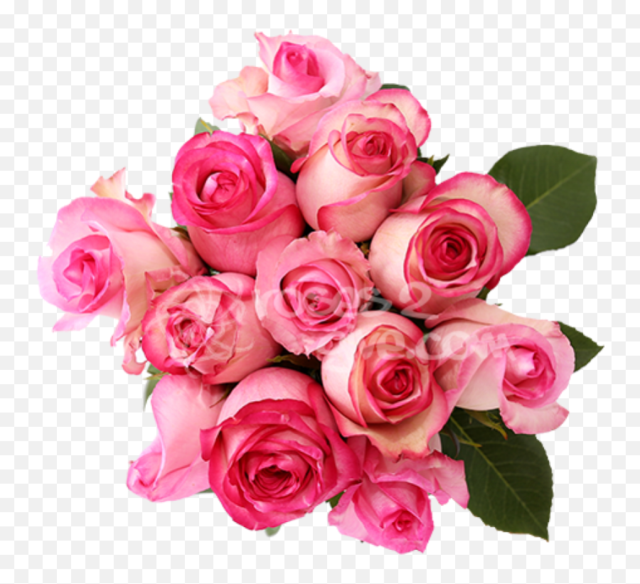 Download Real Bouquet Png - Pink Roses With Dark Pink Edges,Real Rose Png