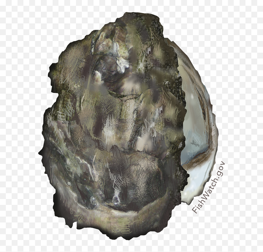 Recipes Fishwatch - Pacific Oyster Png,Chipotle Icon