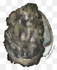 Recipes Fishwatch - Pacific Oyster Png