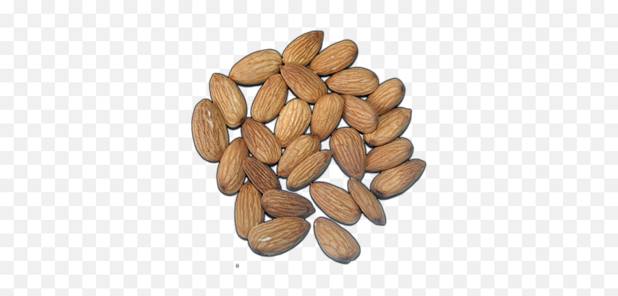 Nuts - Almonds Learn About Almonds Almonds Lessons Almond Png,Almonds Png