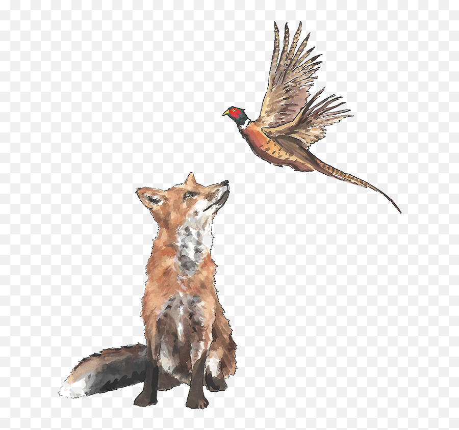 Contact U2014 The Fox U0026 Pheasant - Fox And The Pheasant Png,Fox Png