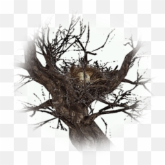 Harpy Nest - BDO Codex Bdo png