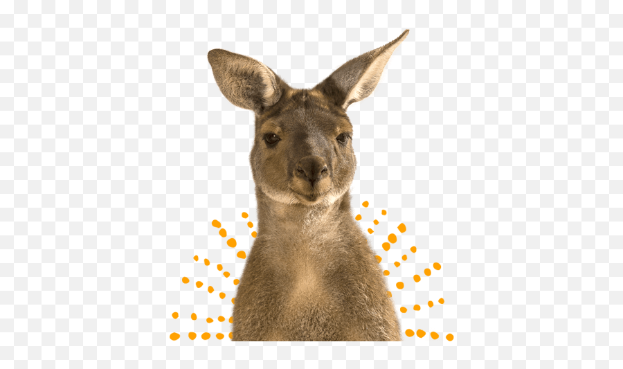 Download Kangaroo Png Image With No - Kangaroo Face Png,Kangaroo Transparent Background