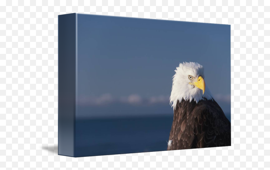 Alaska A Stoic Bald Eagle Against Clear Blue Sk By Design - Bald Eagle Png,Bald Eagle Transparent