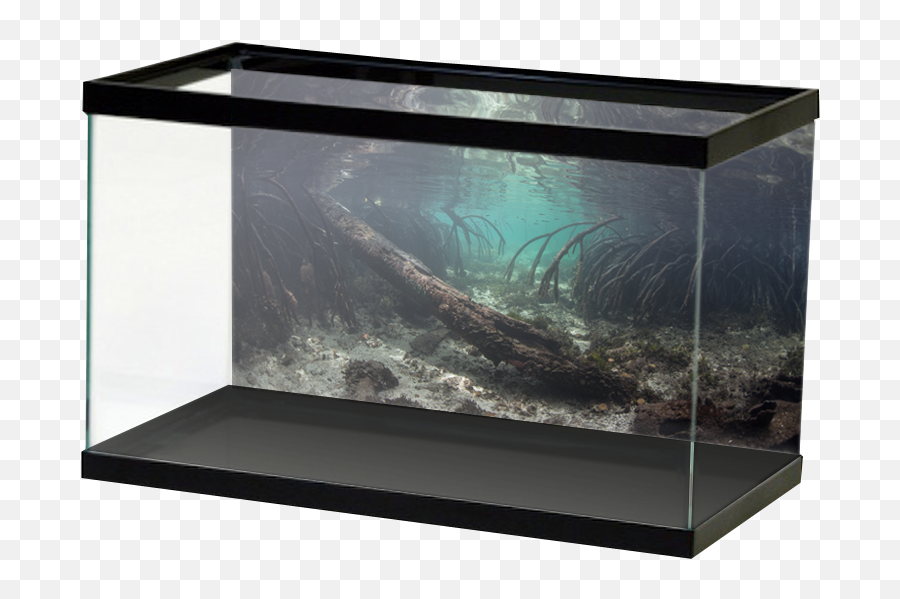 Mangrove Roots Background U2014 Aquarium Vinyl - Aquarium Background Pond Png,Mangrove Png